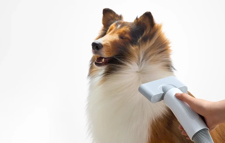 Föön HomeRunPet PD10 lemmikloomadele