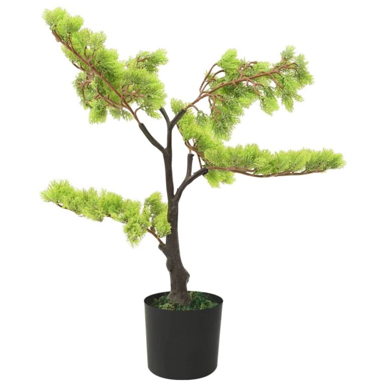 küpress-bonsai potiga