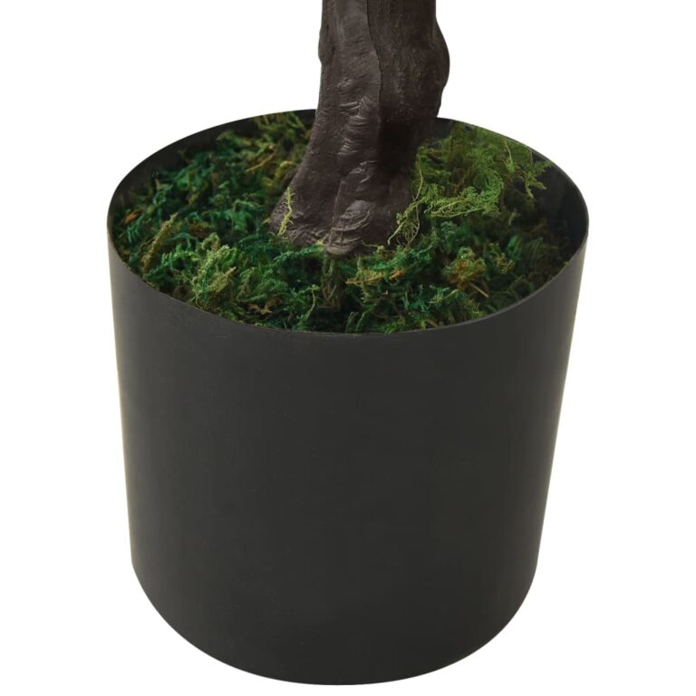 küpress-bonsai potiga