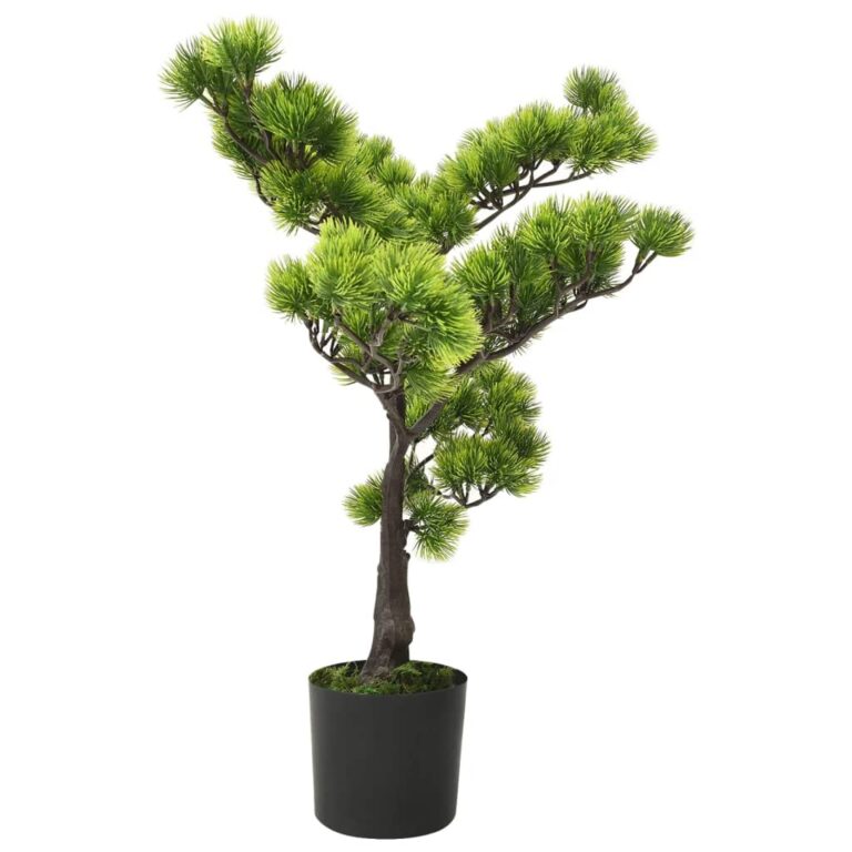 männi bonsai potiga