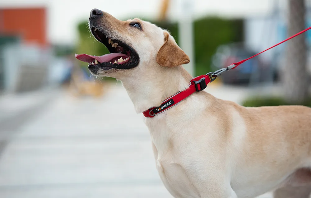 Punane helkur koerarihm Dogness XS suuruses