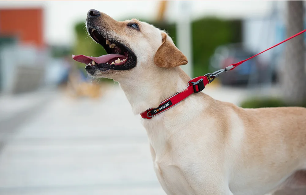 Punane helkur koerarihm Dogness suuruses L