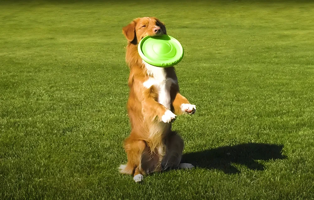 Kahepoolne koera frisbee Flyber Waudog detailvaates