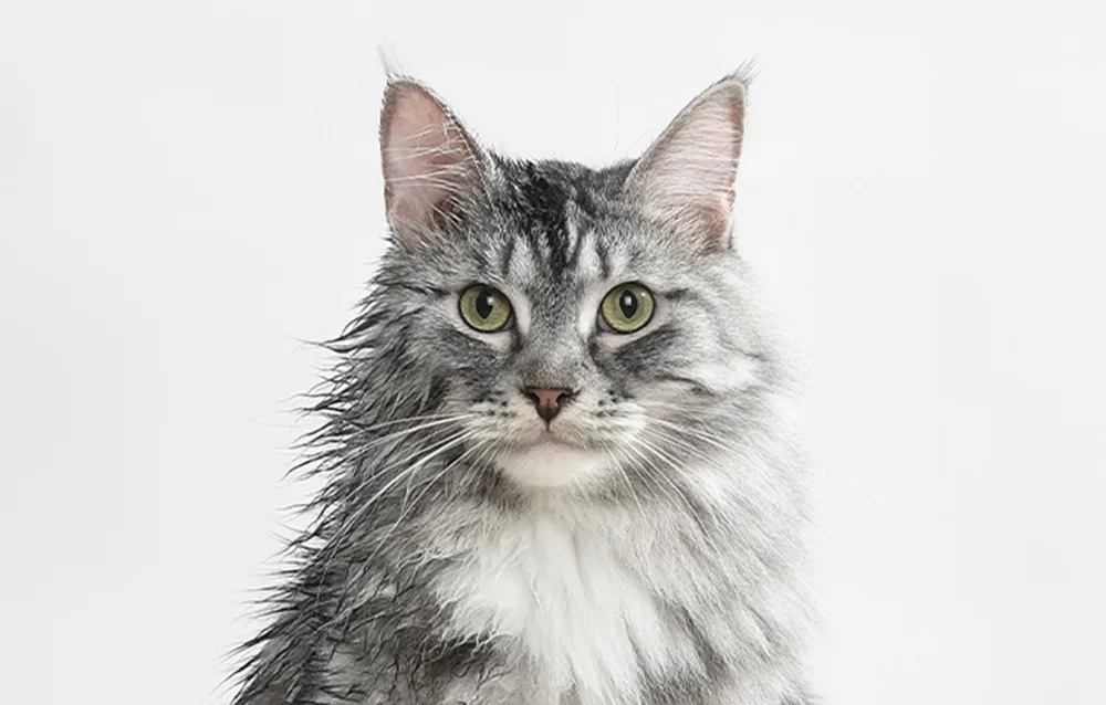 Negatiivseid ioone eraldav lemmiklooma kuivatuskast Catlink steriliseerimiseks