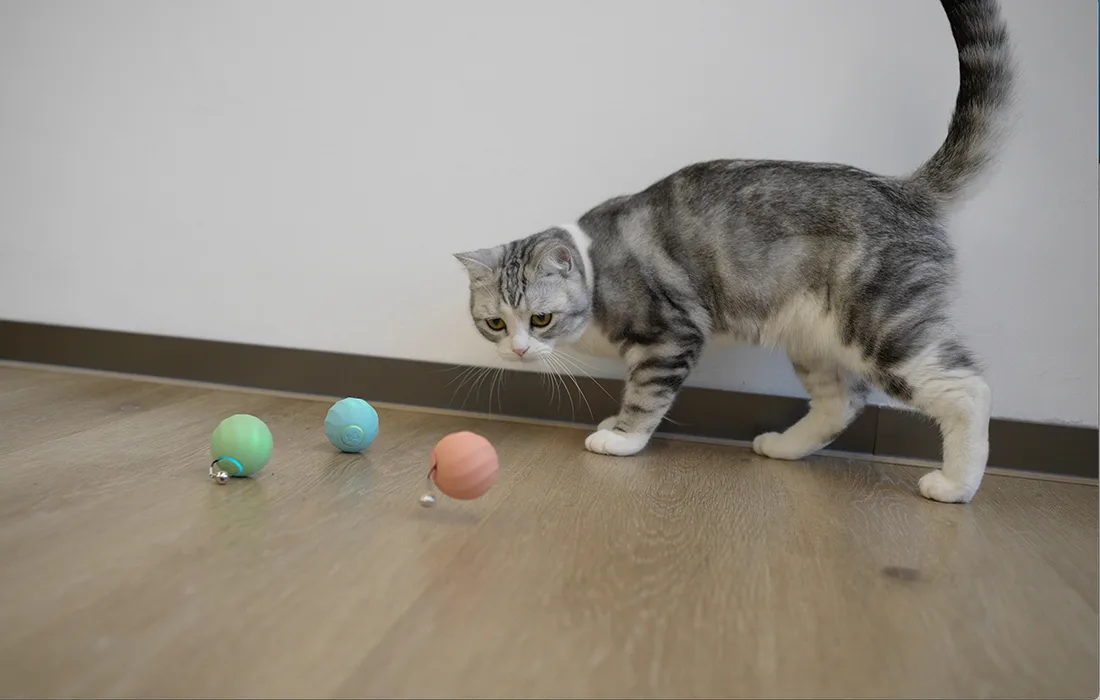 Sinine Cheerble lemmikloomapall USB-laadimise ajal laual