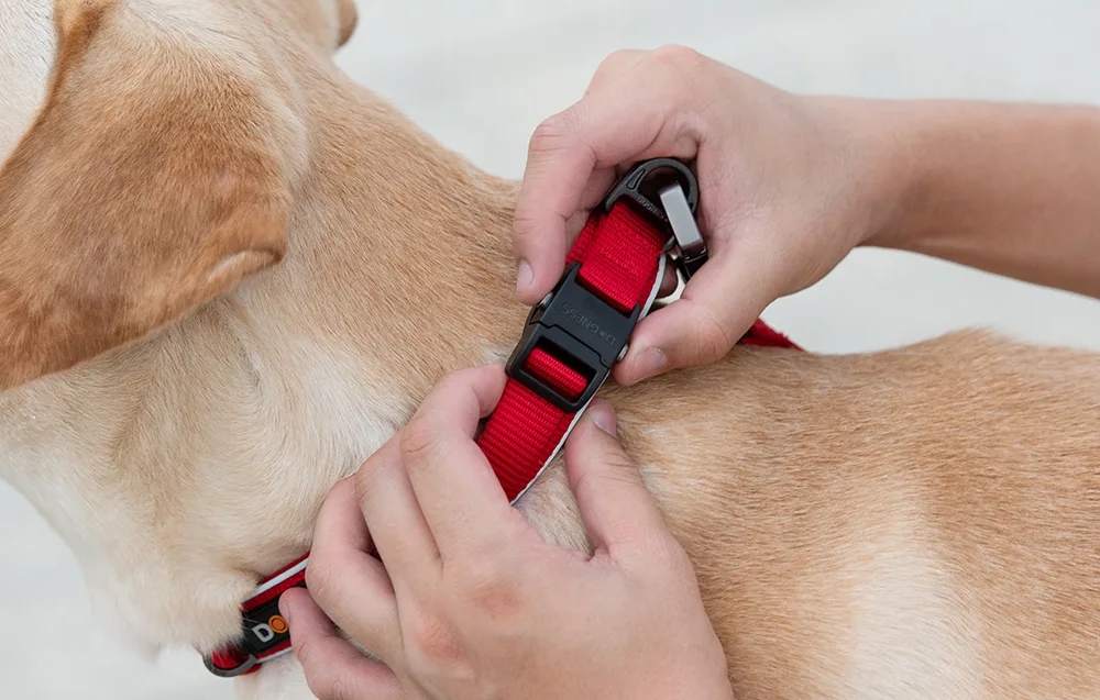 Punane koerakaelarihm helkuriga Dogness XL koerale