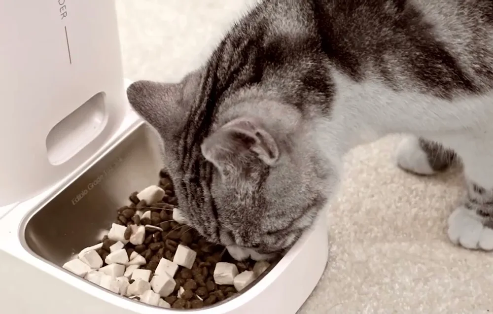 lemmikloomade automaatne söötja Rojeco koos tarvikutega