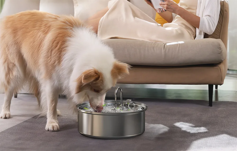 roostevabast terasest jooginõu kassidele ja koertele