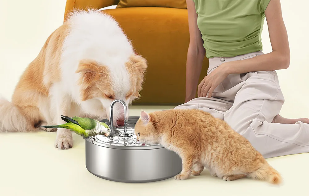 lemmiklooma joogiallika erinevad veevoolurežiimid