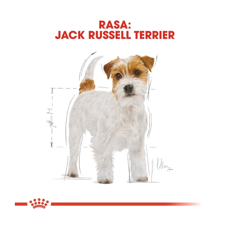 jack russell kuivtoit 1.5 kg Royal Canin tõukoera illustratsioon