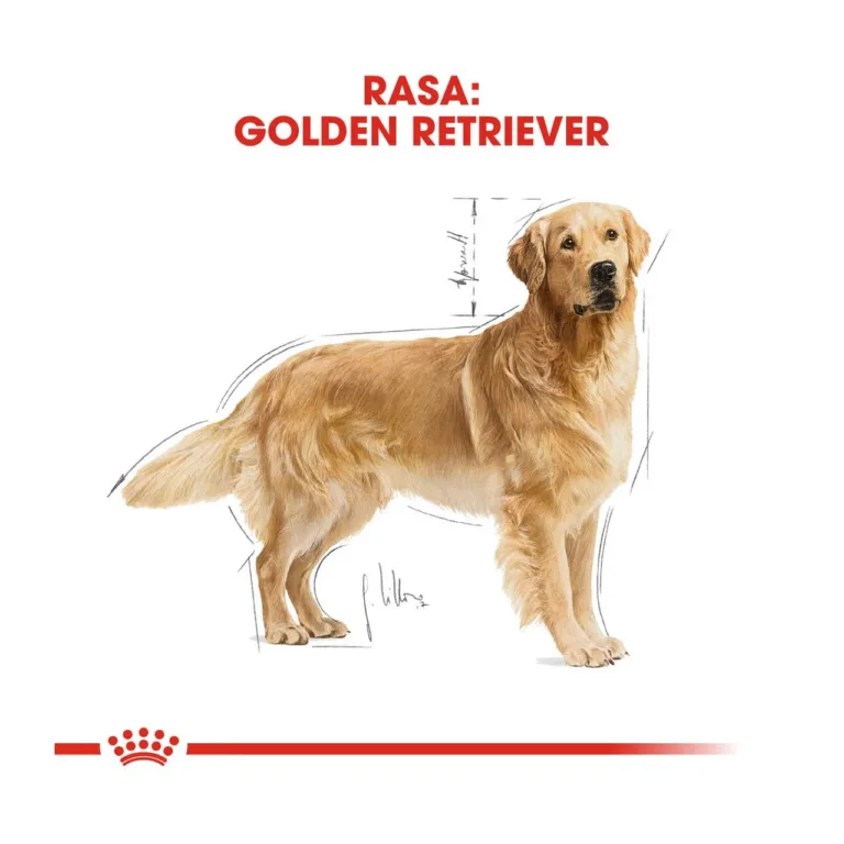 Royal Canin Golden Retriever illustratsioon koerast