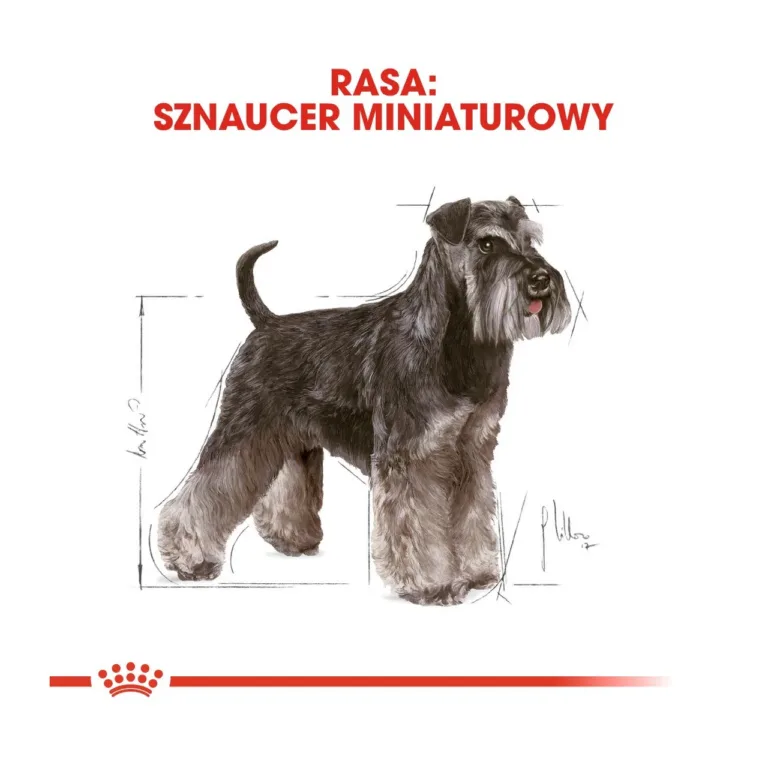 Miniatuurse šnautseri joonistatud kujutis