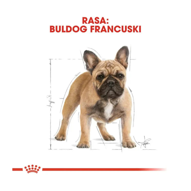 prantsuse buldogi kuivtoit 3 kg, Royal Canin, buldogi illustratsioon