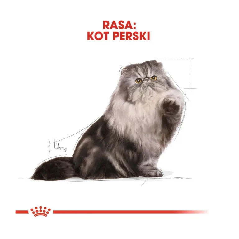 Pärsia kassi illustratsioon Royal Canin visuaalis