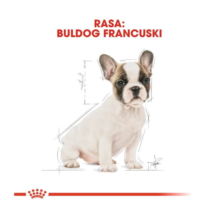 French Bulldog kutsika joonistus Royal Canin punase embleemiga