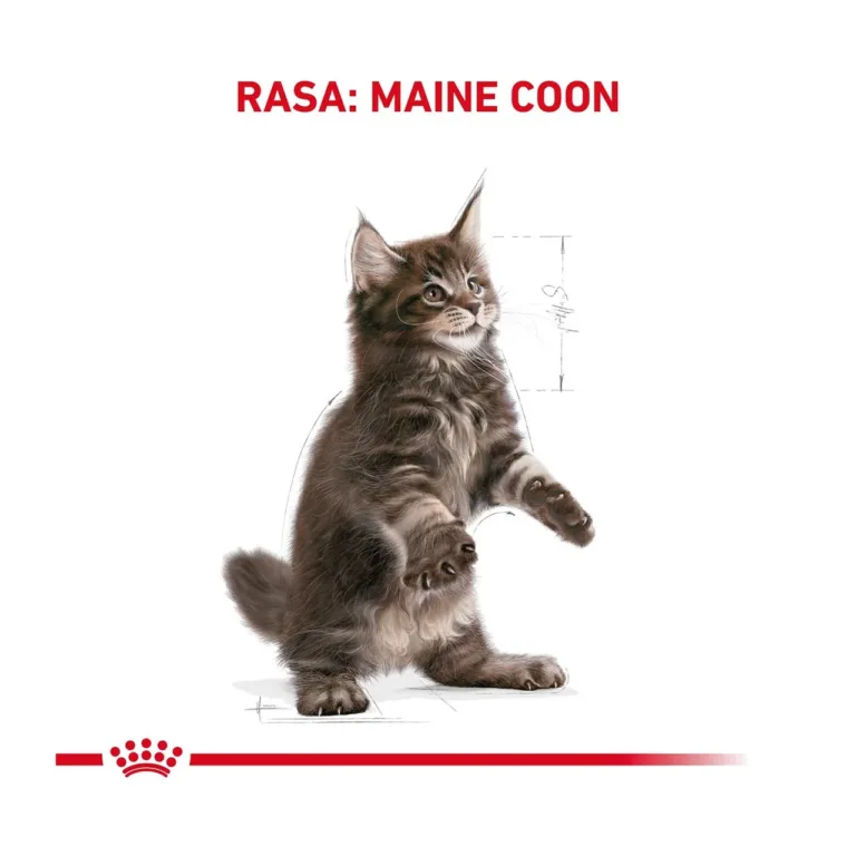 Maine Coon kassipoja illustratsioon Royal Canin disainis