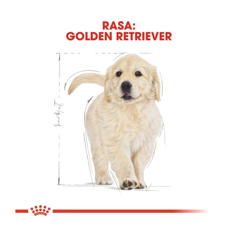 golden retriever kutsika kuivtoit kutsika joonisega