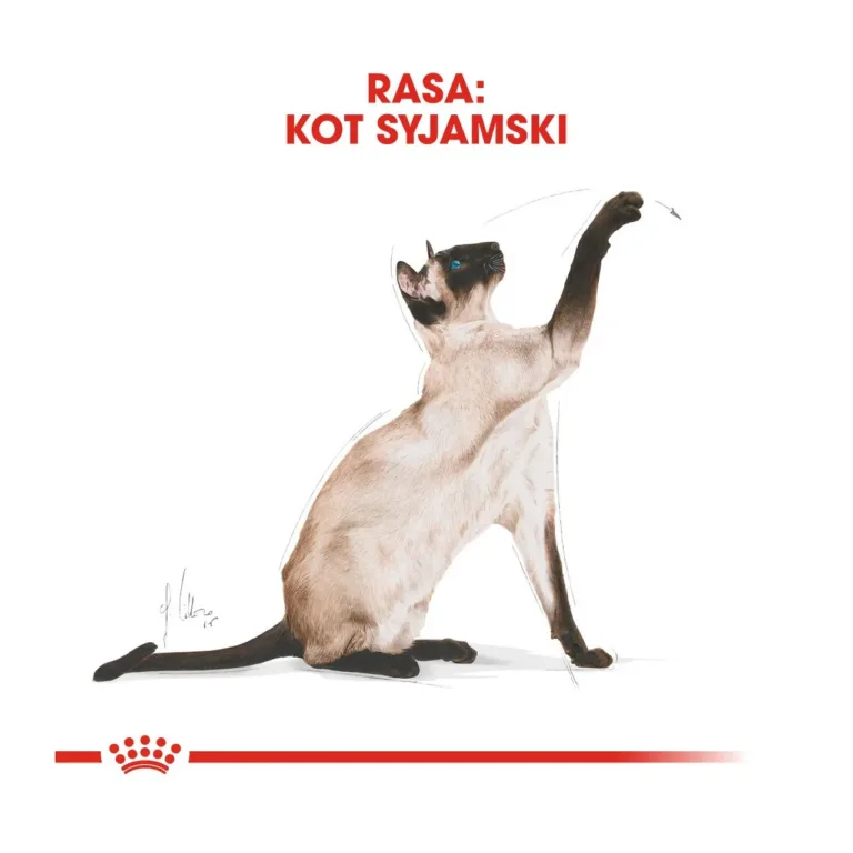 Siiami kass täiskasvanute kuivtoidu jaoks illustratsioon
