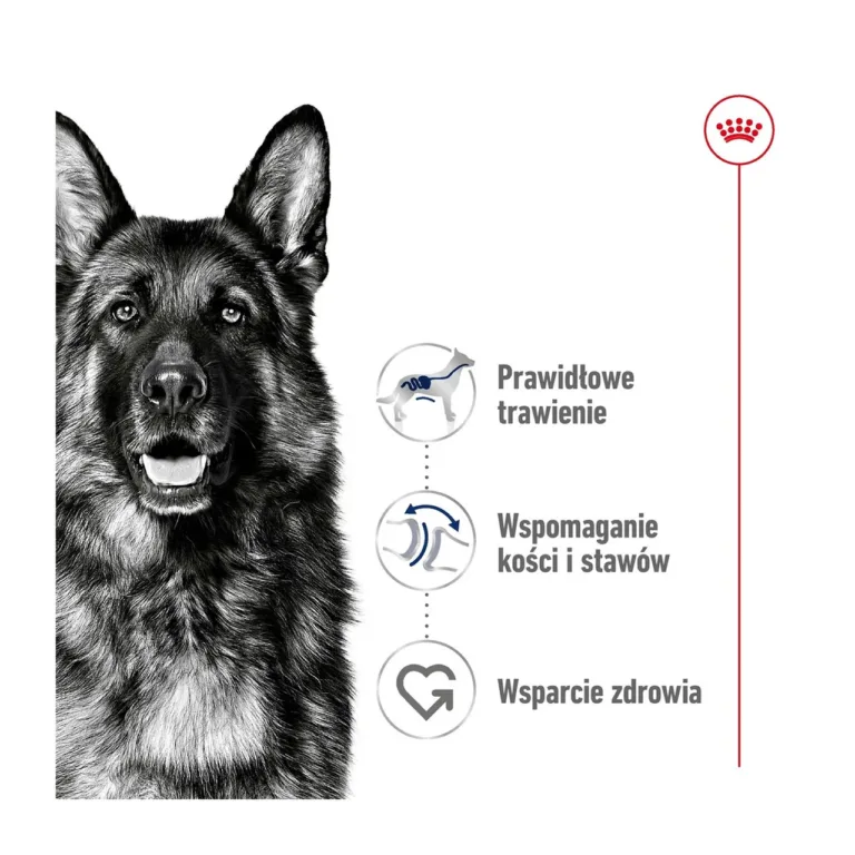 Suure tõu koer ja toidu kasulikkus Royal Canin Maxi