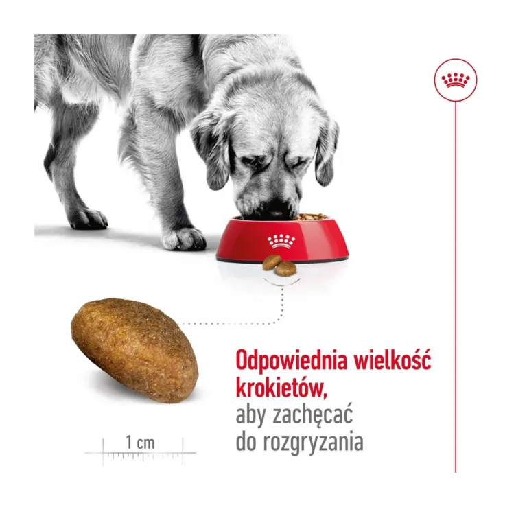 Suur koer sööb Royal Canin Maxi krõbinaid