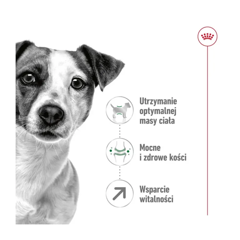 Royal Canin Mini Adult 8+ Jack Russell terrieri nägu