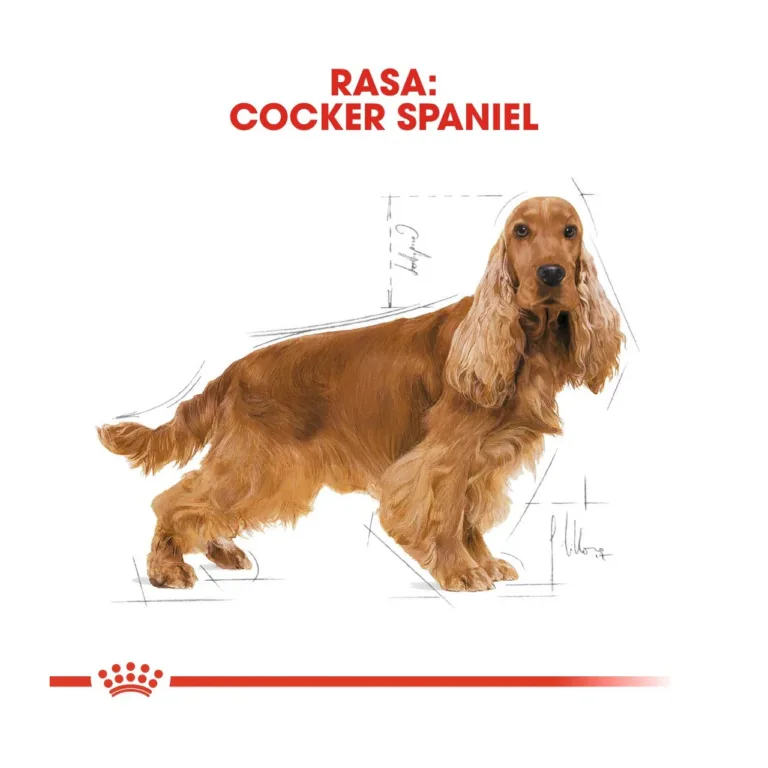 Cocker spaniel Royal Canin kuivtoidu illustratsioon
