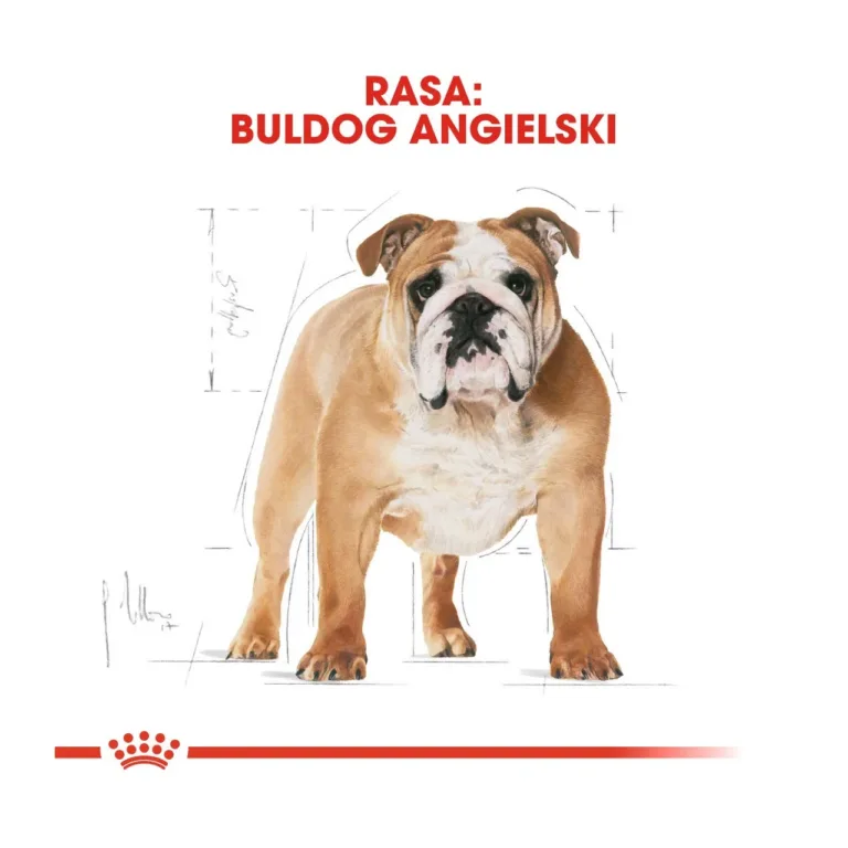 Royal Canin Bulldog Adult illustratsioon inglise buldogist