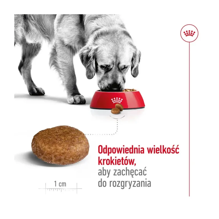 Suur koer ja Royal Canin Maxi Adult 5+ krõbina suurus