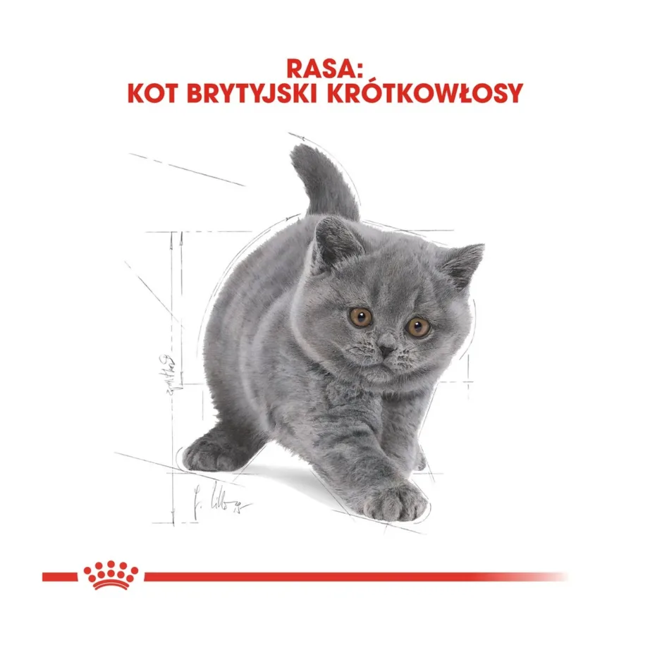 Royal Canin British Shorthair Kitten 2 kg kuivtoit briti lühikarva kassipoegadele – 9
