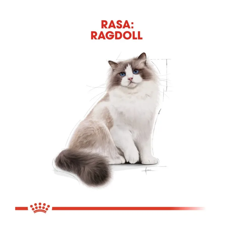 ragdoll kassitoit kanaga brändi Ragdoll kassijoonis