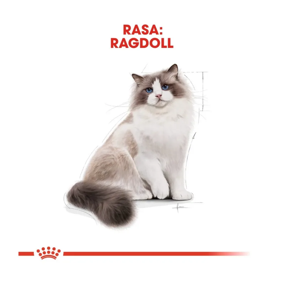 Royal Canin Feline Breed Nutrition Ragdoll Adult 2 kg kuivtoit kanaga täiskasvanud Ragdoll kassile – 3