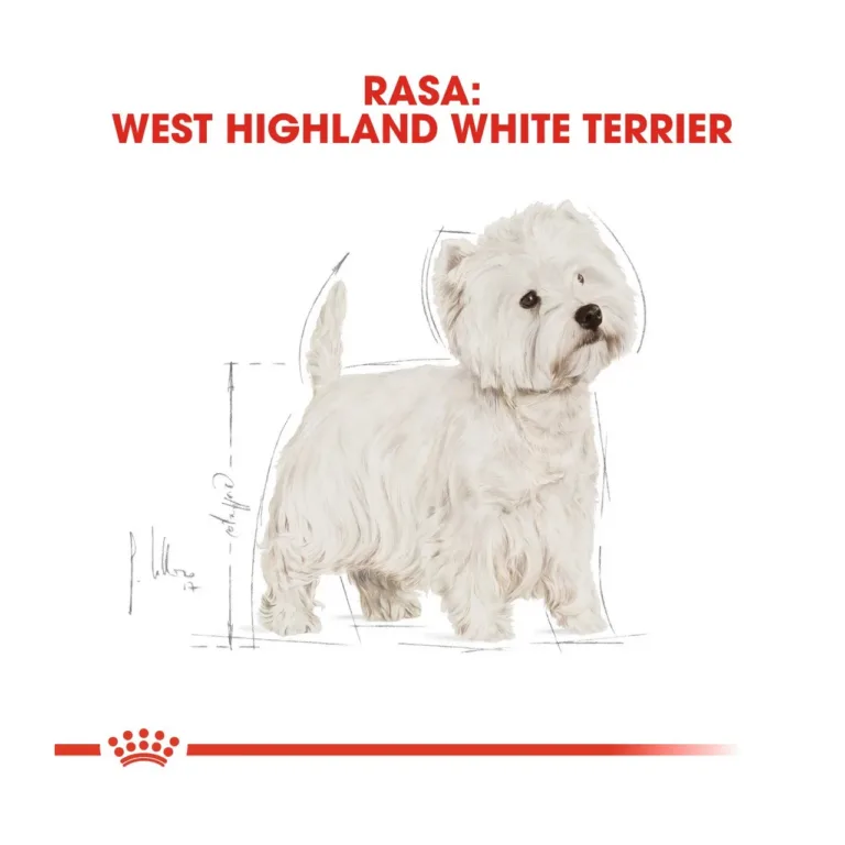 west highland white terrier kuivtoit koera pilt