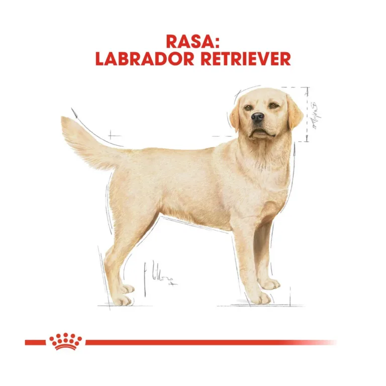 Labrador retriiveri illustratsioon Royal Canini pakendil