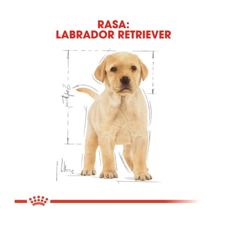 Labradori retriiveri kutsikas graafilise taustaga