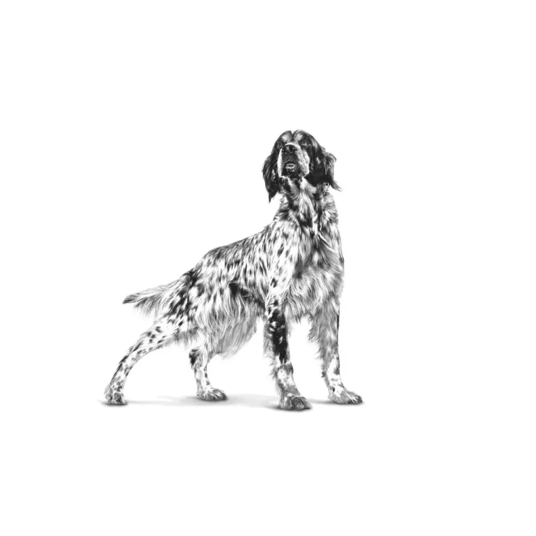 Royal Canin madala rasvaga koerakonserv, koera joonis