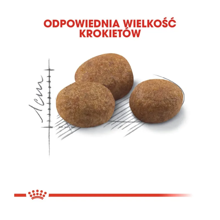 Steriliseeritud kassi kuivtoit 10 kg Royal Canin krõbinad