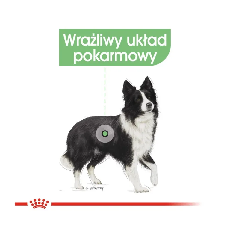 Royal Canin toitainete doseerimistabel keskmistele koertele