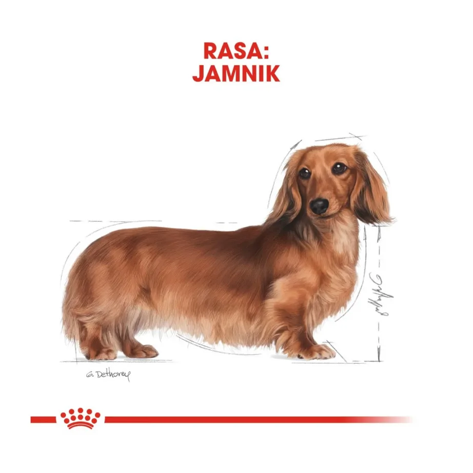 Royal Canin Dachshund Adult 7,5 kg kuivtoit väikest kasvu täiskasvanud taksidele – 4