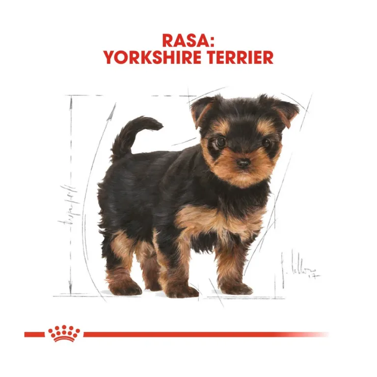 yorkshire terjeri kutsika kuivtoit tõuillustratsioon