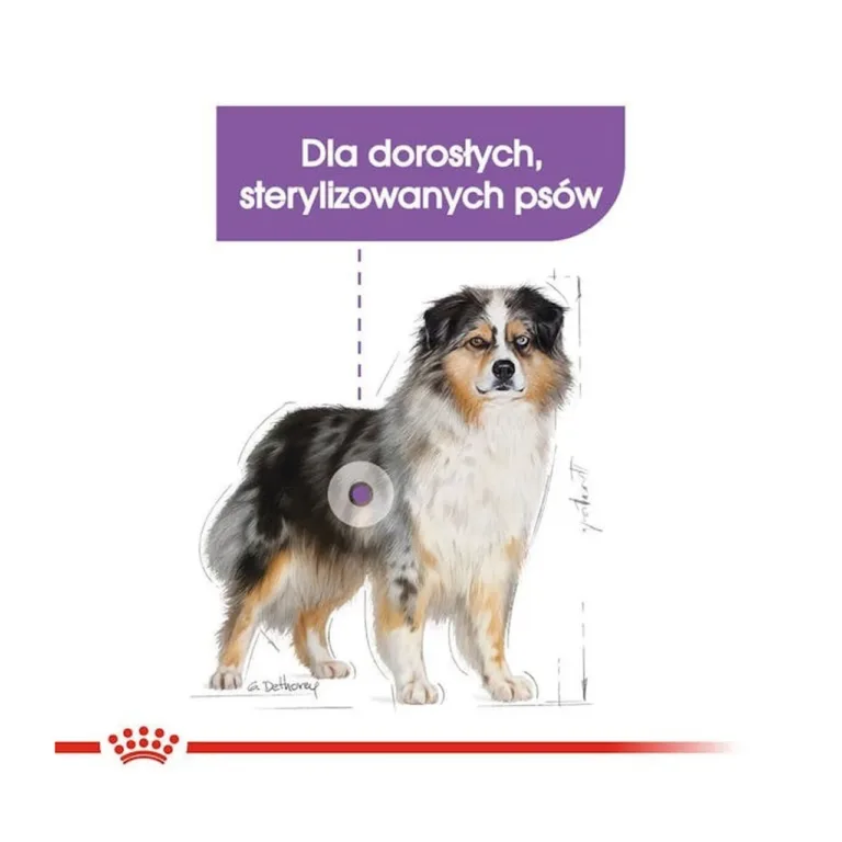 Joonistus täiskasvanud koerast Royal Canin kujunduses