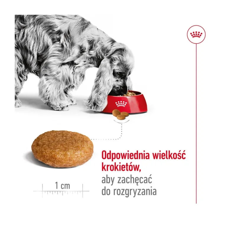 Keskmist kasvu koer sööb Royal Canin täiskasvanud koeratoitu