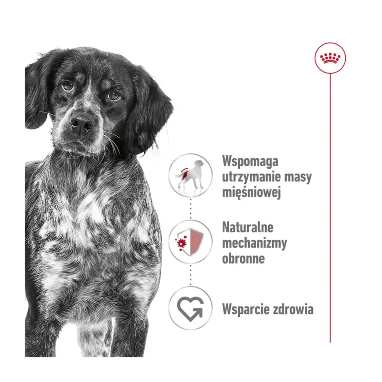 Lähiplaan koerast ja toidukasu Royal Caniniga