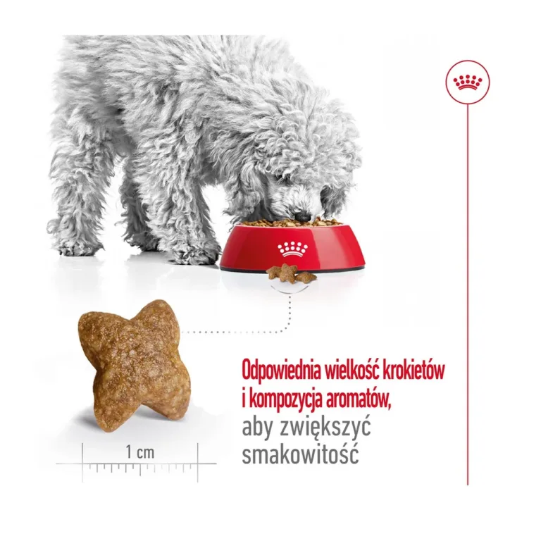 Koer sööb Royal Canin Mini Adult kuivtoitu ja graanuli suurus