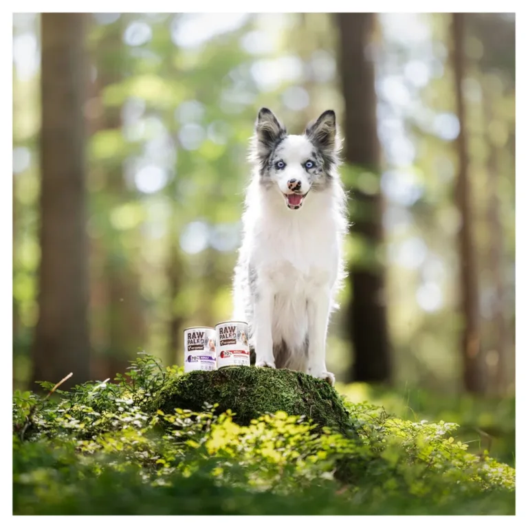 Bordercollie ja pardilihast kutsikatoit konservis looduses