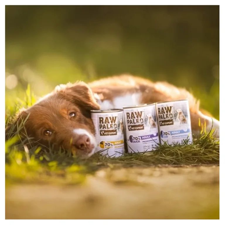 Bordercollie ja VetExpert Raw Paleo purgid murul