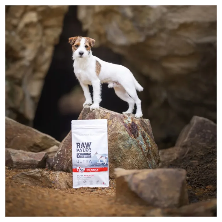 Jack Russell koos VetExpert veise kuivtoiduga looduses