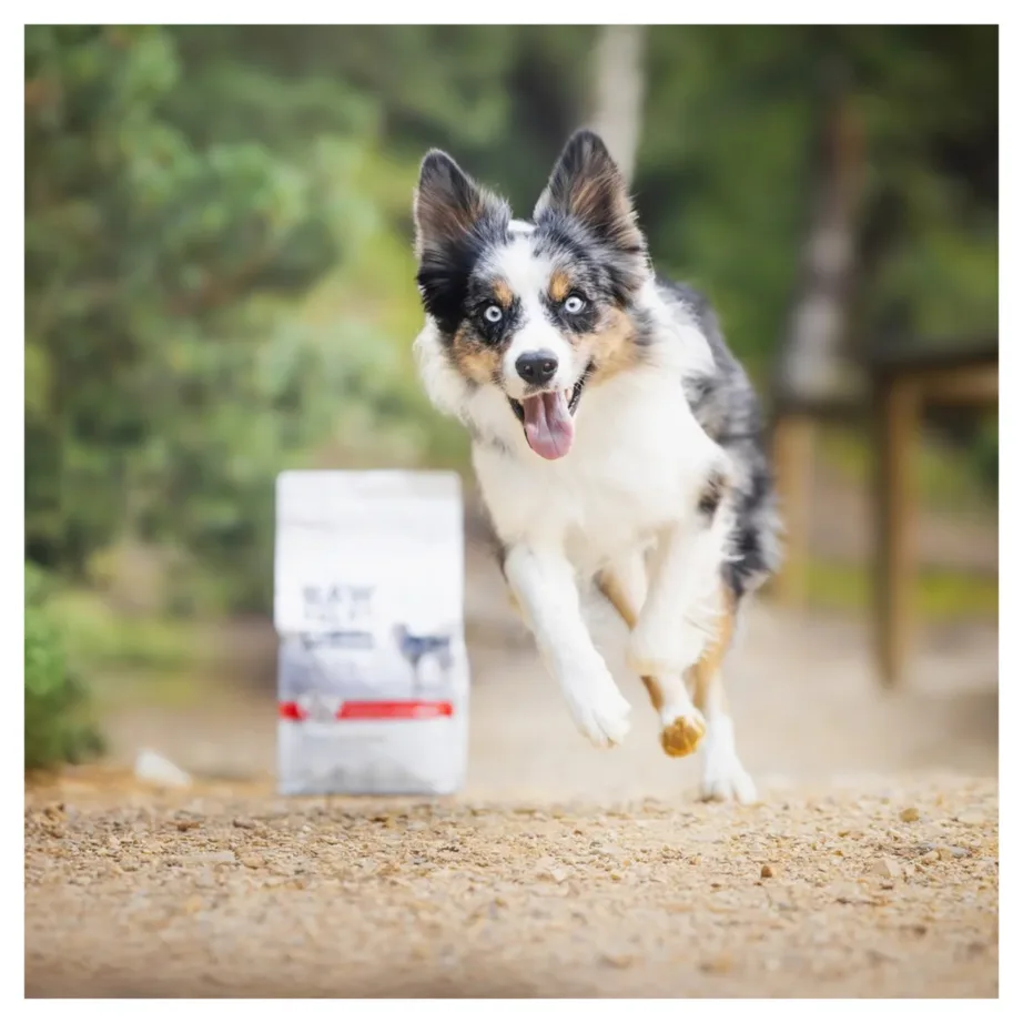 VetExpert Raw Paleo Ultra Medium&Large Puppy Beef 10 kg gluteeni- ja teraviljavaba kuivtoit noortele keskmistele ja suurtele koertele - 5