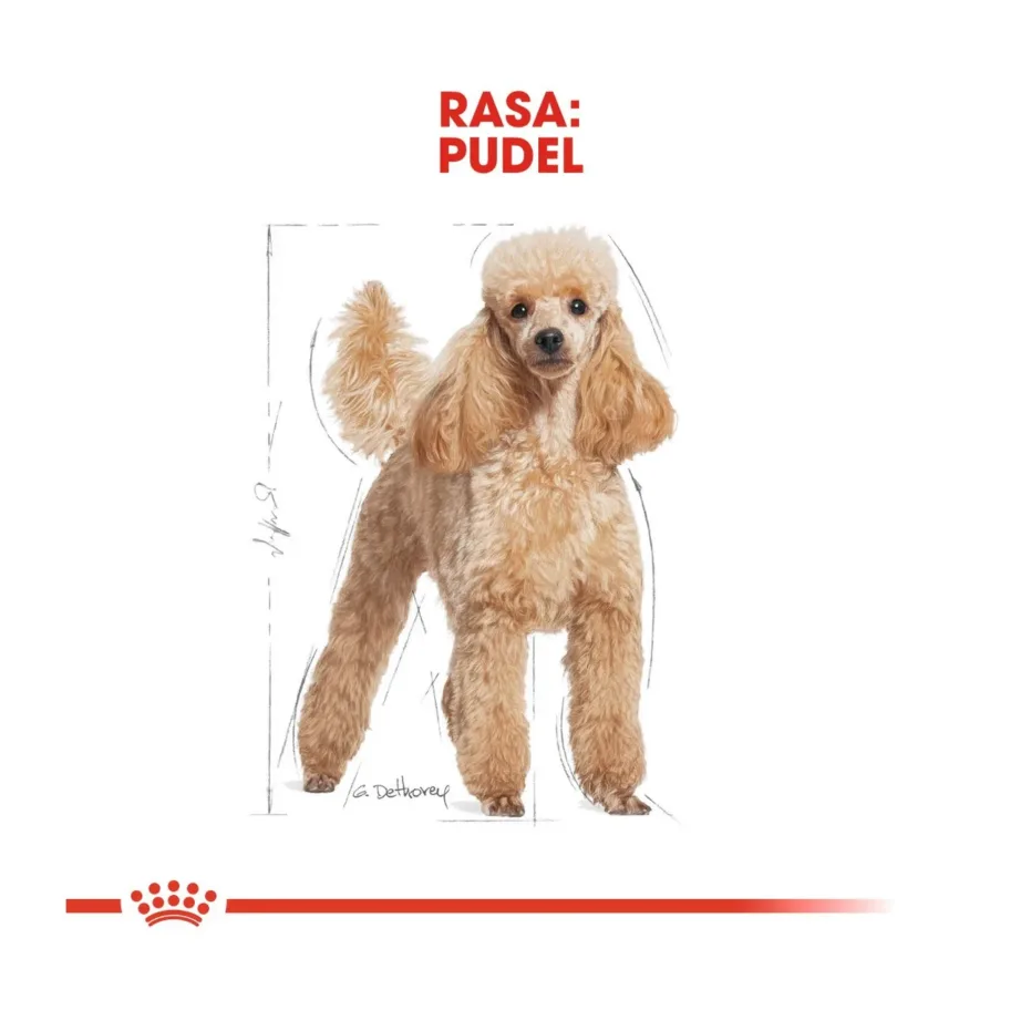 Royal Canin Poodle Adult 1,5 kg kanamaitseline kuivtoit täiskasvanud puudlitele, vitamiinide ja antioksüdantidega – 4