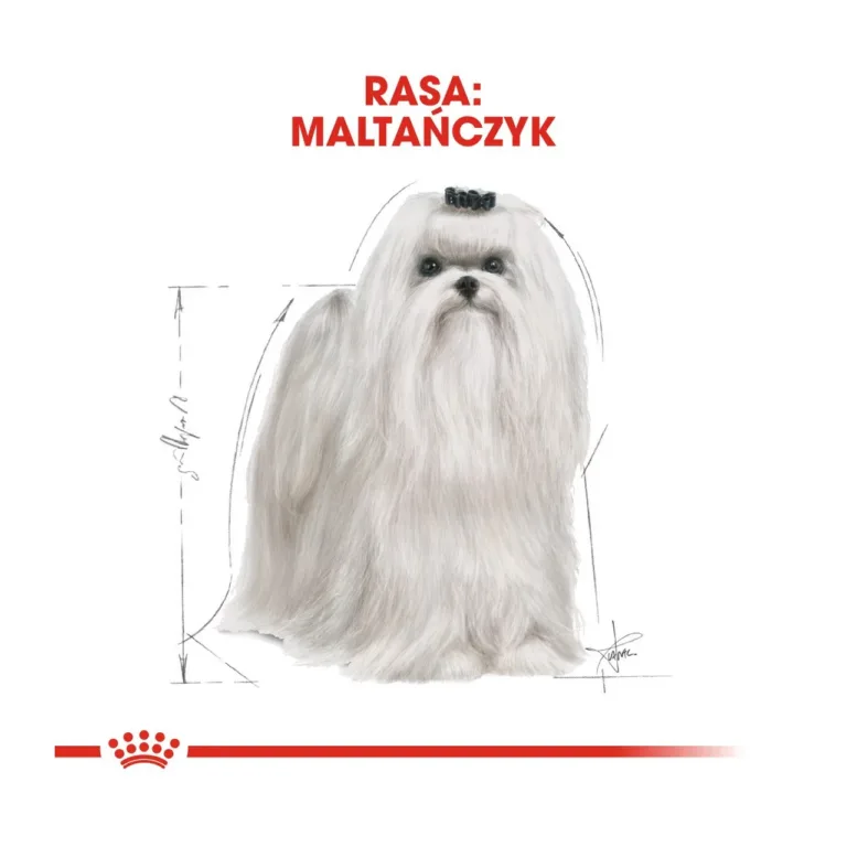 royal canin maltese koeratoit illustreeritud malta koera joonis