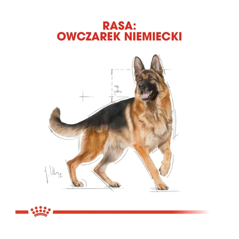 Royal Canin German Shepherd Adult 11kg kuivtoit suurtele saksa lambakoertele – 3